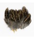 English Partridge striped shoulder