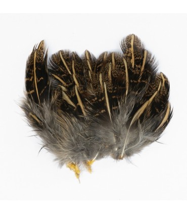 English Partridge striped shoulder