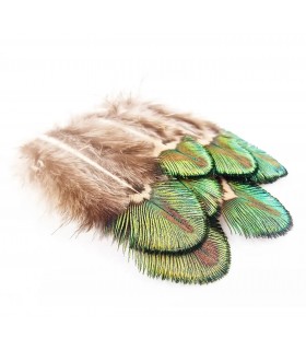 Peacock gold body