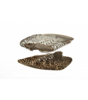 Snipe whole wings