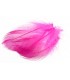 Mallard barred flank feathers