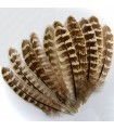 Veniard Hen pheasant wing quills