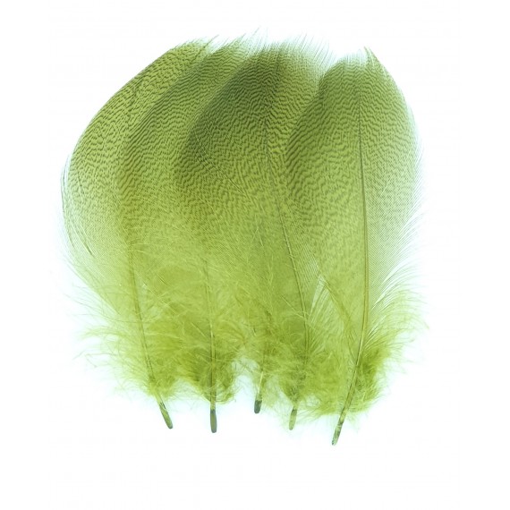 Mallard duck gray flank large selected