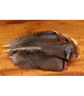 Turkey shorts mix