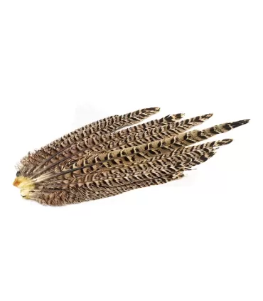 Hen pheasant complete tail