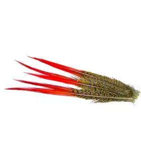 Golden pheasant red spears
