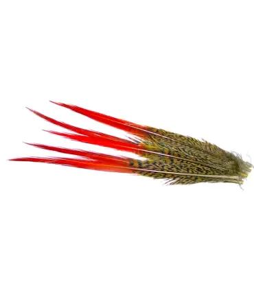 Golden pheasant red spears
