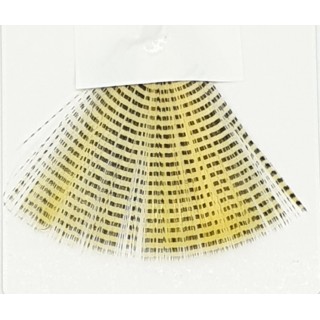 Barred tail fibbets