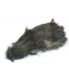Muskrat