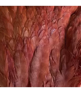 Veniard Genetic hen saddles