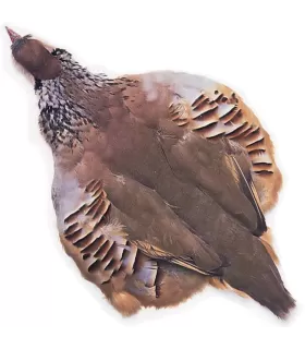 Veniard french partridge complete skin