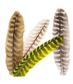 Wapsi ozark turkey quill