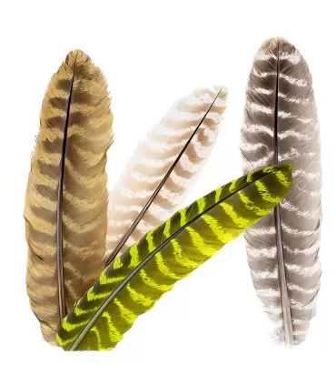 Wapsi ozark turkey quill