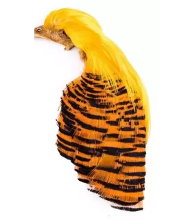 Wapsi golden pheasant complete head