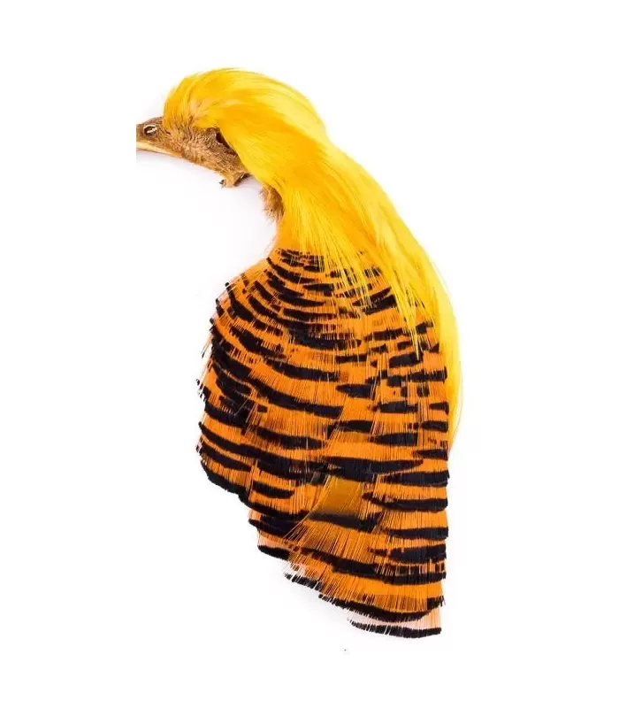 Wapsi golden pheasant complete head