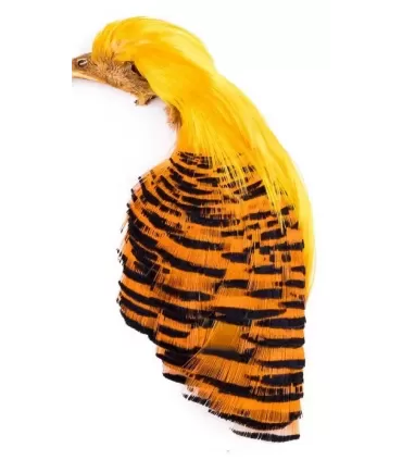 Wapsi golden pheasant complete head