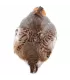 Wapsi Hungarian partridge complete skin