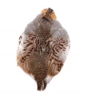 Wapsi Hungarian partridge complete skin
