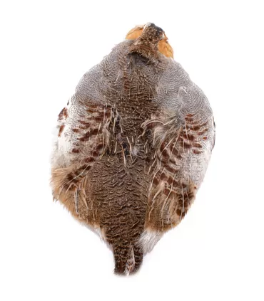 Wapsi Hungarian partridge complete skin
