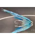 Arctic blue flashwing