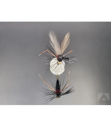 Bibio no.1