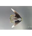 Black Gnat