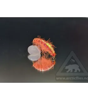 Ice gammarus hot orange