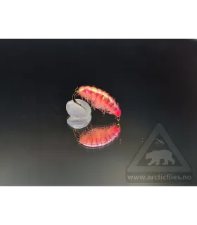 Ice gammarus pink