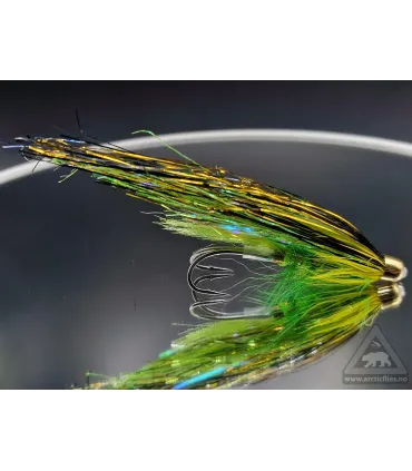 Golden highlander flashwing tube