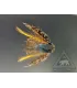 Invicta fly