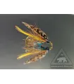 Invicta fly