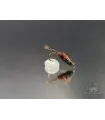 Lepto nymph