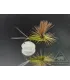Mayfly paradun olive